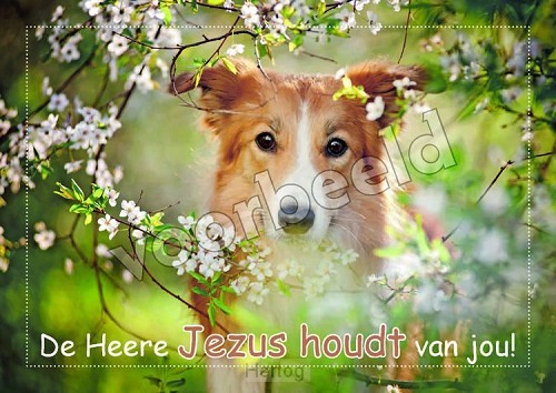 20-26 mix 10 hoogglans zonder envelop
