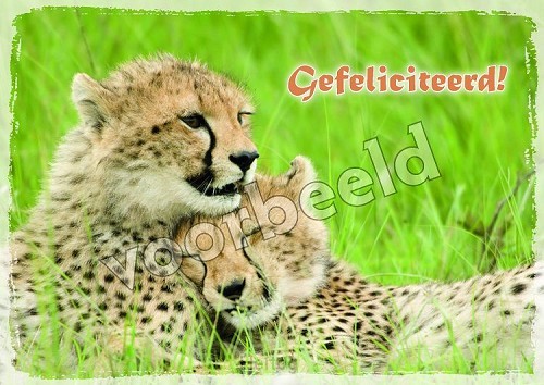 21-20  mix 10 hoogglans zonder envelop