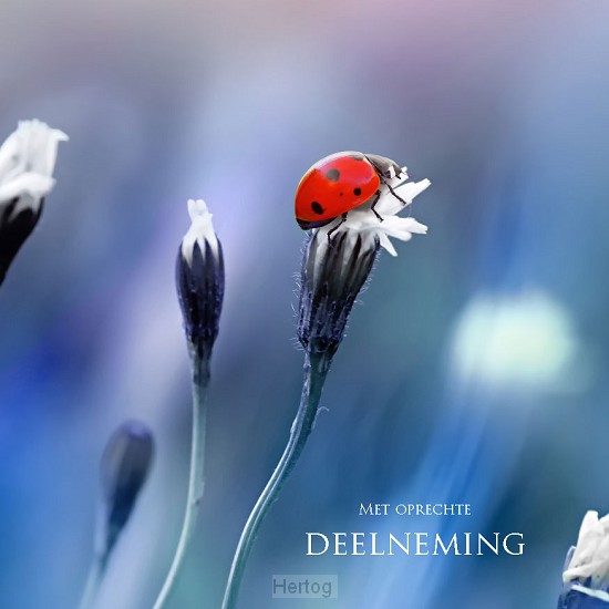 Kaart lieveheersbeestje