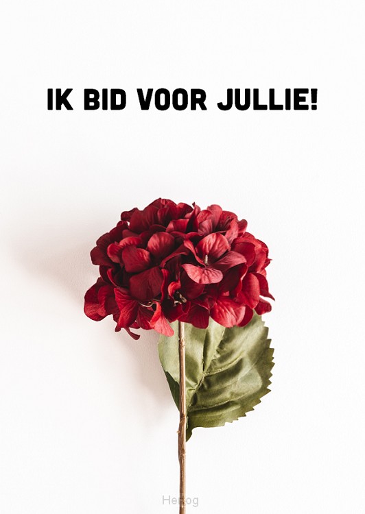 ik bid voor jullie - hortensia